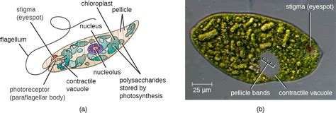 Unicellular Eukaryotic Parasites Microbiology