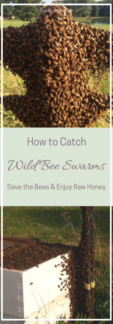 How To Catch Wild Bee Swarms Bee Keeping Bee Swarm Wild Bees