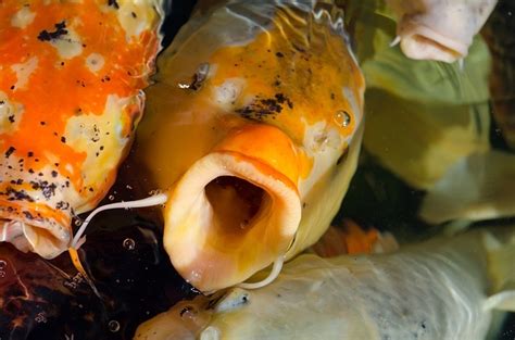 When it comes to regular or domestic koi. Do fish ever get thirsty? - Dr. How's Science Wows