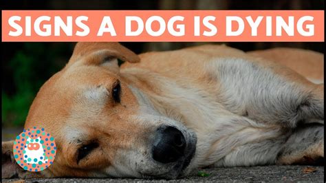 What Can Cause A Puppy To Die Suddenly