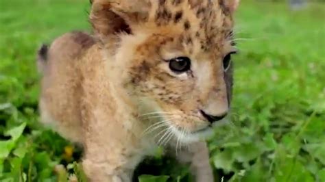 Cute Baby Tigers And Lions That Love To Play Youtube