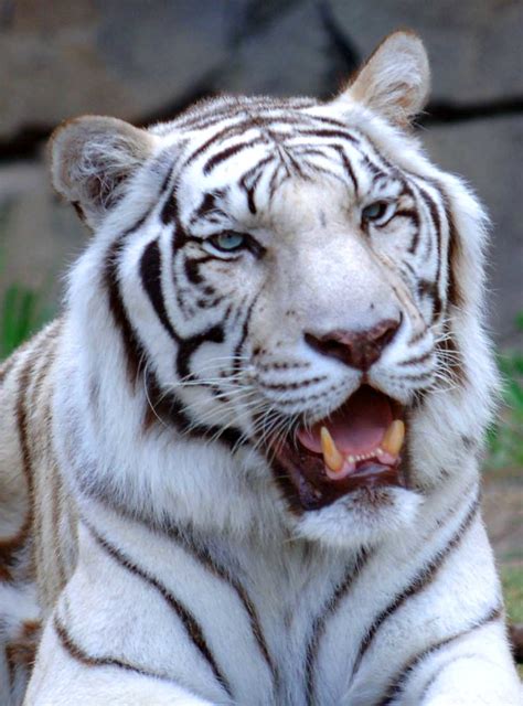 White Tiger Up Close White Bengal Tiger Michael Flickr
