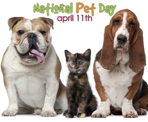 National pet day is dedicated to pets, who aren't given proper attention. » National Pet Day 2020