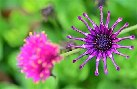 Purple And Pink Macro Photo Of Colorful Flowers In Victori Flickr