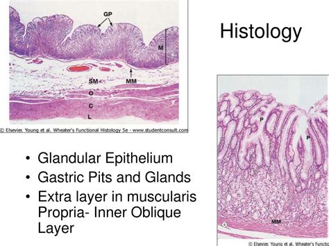 Ppt Stomach Anatomy And Pathology Powerpoint Presentation Free