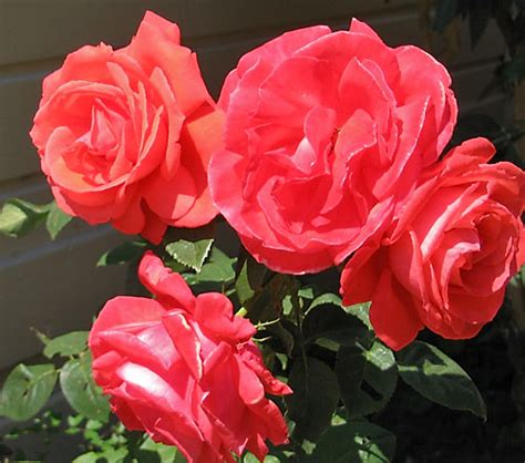 Salmon Colored Roses Flickr Photo Sharing