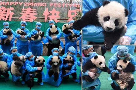 Playful Pandas Cant Bear The Wait As They Pose For Pictures In Run Up