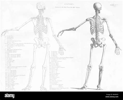 Male Anatomy Diagram Back View Male Back Anatomy Anatomy Drawing