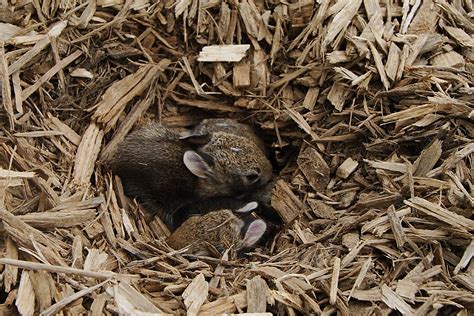 All About The Eastern Cottontail Rabbit Welcome Wildlife