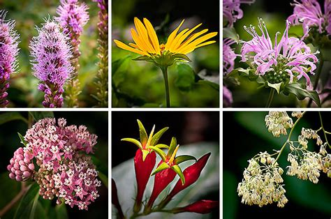 Wild Plants Michigan Star Pink