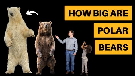 How Big Are Polar Bears Size Comparison Youtube