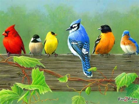 Nature Info Most Beautiful Birds