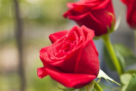 Free Photo Red Roses Bloom Blossom Flowers Free Download Jooinn
