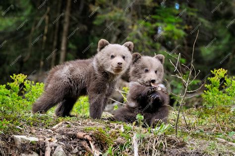 premium photo two little brown bear cub are playing in summer forest
