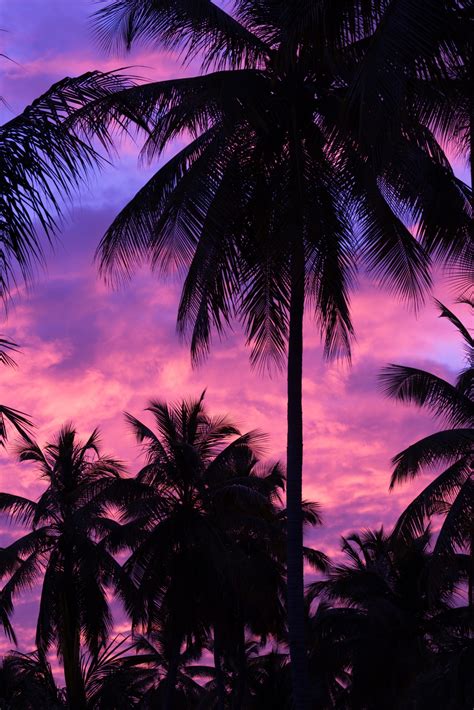 Purple Palm Tree Silhouette Free Stock Photo Public Domain Pictures