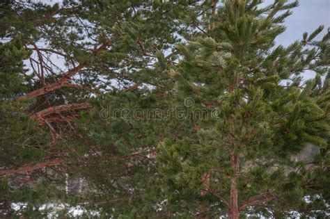 Natural Wooden Green Pine Tree In Mountain Forest Background Stock