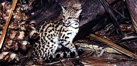 New Species Of Wild Cat Discovered In Brazilian Forests