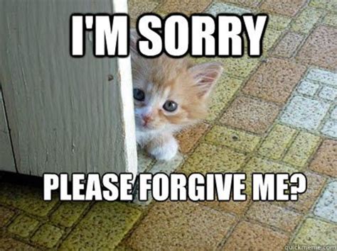 Im Sorry Please Forgive Me Meme Cute Cat Memes Funny Animal Jokes