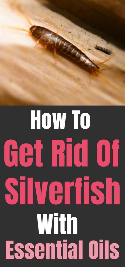 How To Get Rid Of Silverfish With Essential Oils Get Rid Of