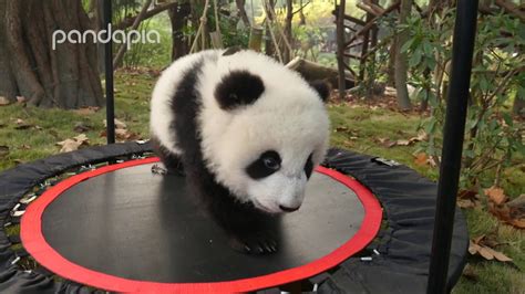 Funny Panda Moments 3 Youtube