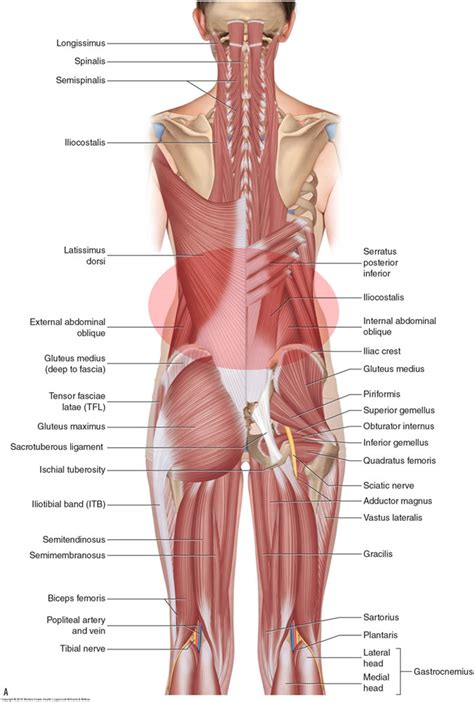 Back Muscle Spasm Anatomy
