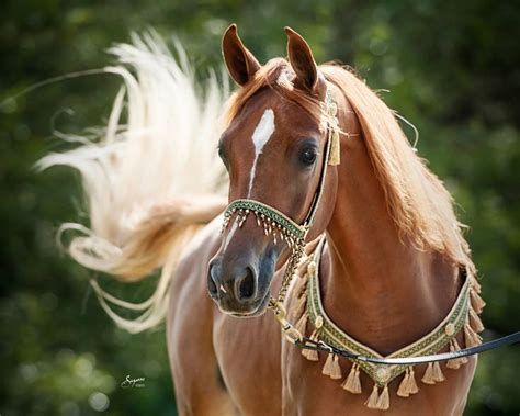 Then a high country modular horse barn could easily be the perfect fit for what you need! View topic - Khimaira Friesians #2451 - Chicken Smoothie