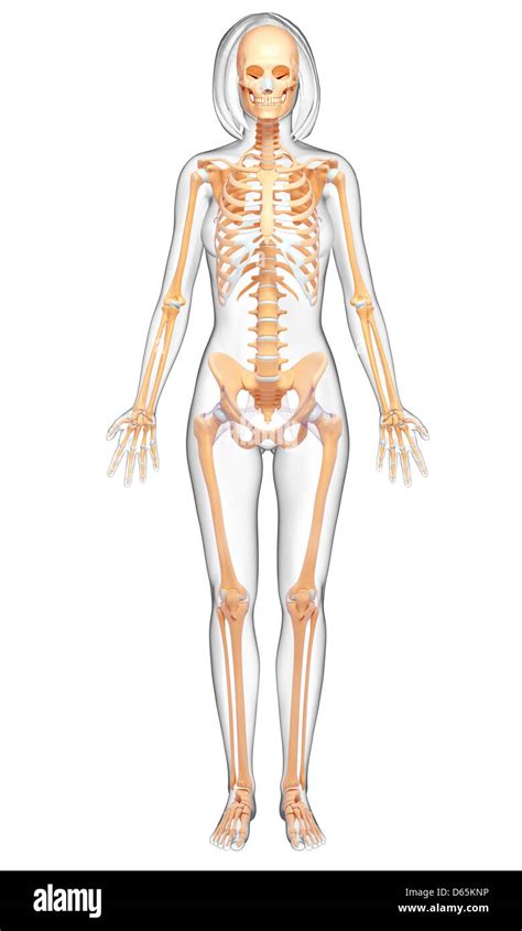 Esqueleto Humano Mujer