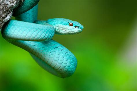 Blue Racers Can Live Over 10 Years And Have Been Known To Communally