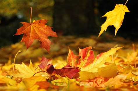 3 Things To Do With An Abundance Of Autumn Leaves Century 21®