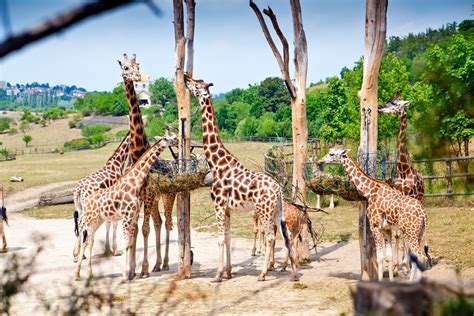 Zoologické Zahrady V Čr 9 Nejlepších Zoo Kam Vyrazit Na Výlet