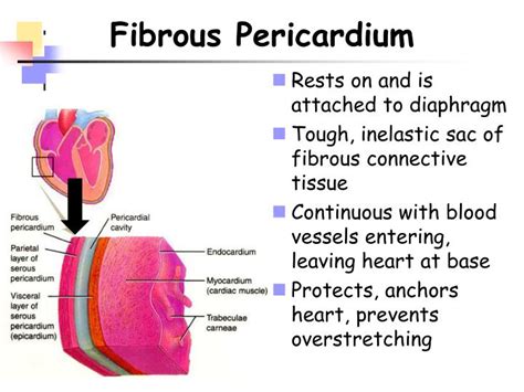 Ppt Chapter 20 The Heart Powerpoint Presentation Id667853