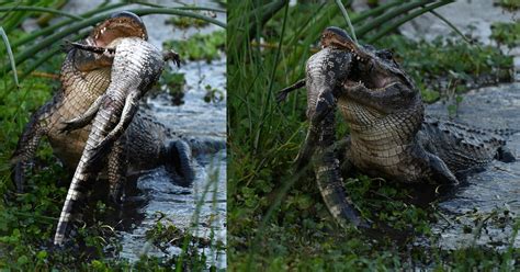Photographer Captures Cannibal Alligator Eating Another Gator Petapixel