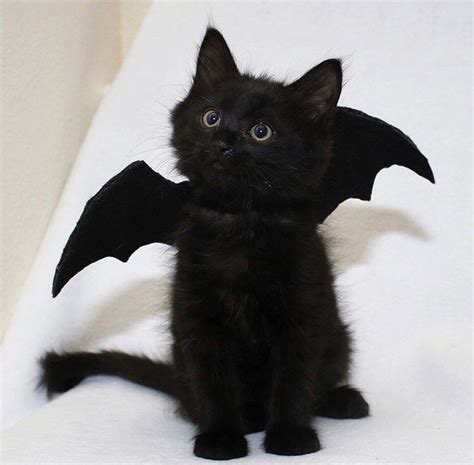 A Fluffy Bat Cat Via Love2foster Beautiful Cats Baby Cats Cute Cats