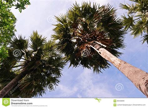 About the directory | add your company | contact us. Sugar Palm Tree,plant Is Used For Producing Sugar And ...