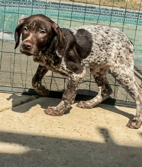 Make sure you understand and research all dog breeds you are looking to own before purchasing your german shorthaired pointer mix puppy from one of our reputable breeders. German Shorthaired Pointer Puppies For Sale | Moreno Valley, CA #292129