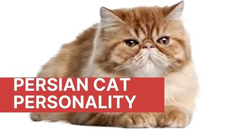 Persian Cat Personality Five Personality Traits Of The Persian Cat
