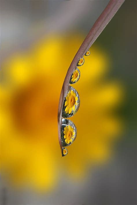 Dewdrop Refractions Flower Reflection In Dew Drops Water Drop