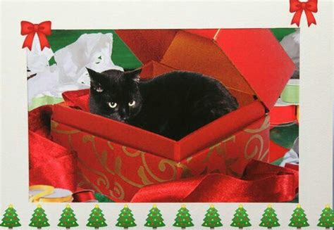 Pin By Beverly Benkart On Cardmaking Images Cat Christmas Cards
