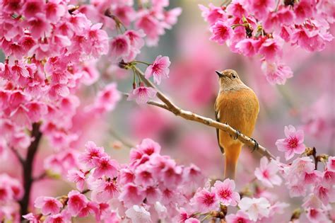 Nature Bird Animals Flowers Plants Depth Of Field Cherry Blossom