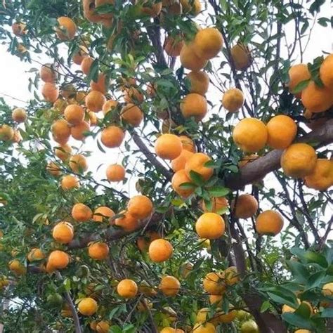 A Grade Nagpur Fresh Orange At Rs 85000ton In Pune Id 22470533055