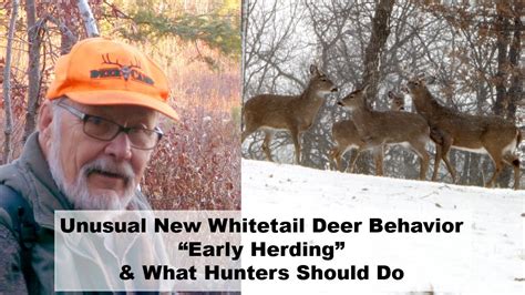 Unusual New Early Whitetail Deer Behavior Early Herding And What