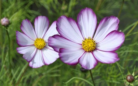 Plant Of The Day Cosmos Cosmos Plant Flower Seeds Plants
