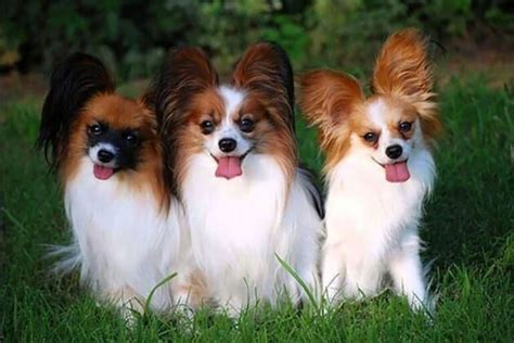 Papillon Chihuahua Mix The Ultimate Guide 2023 Myk9life