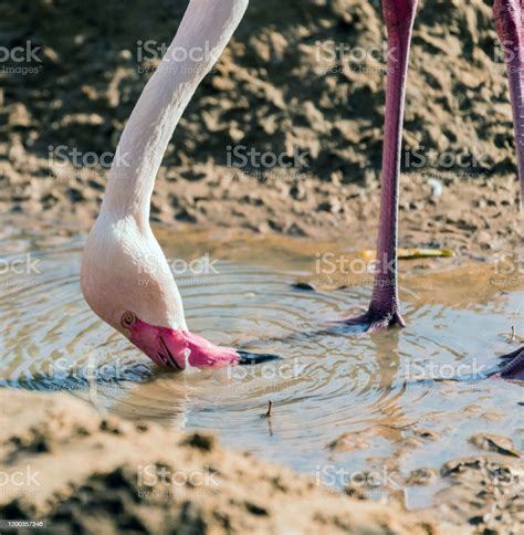 Caribbean Pink Flamingo Splashing In A Lake Stock Photo Download