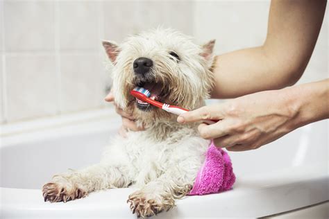 Happy pets veterinary center is located in valencia city of california state. Happy Pet Dental Health Month! See Our Top 7 Tips for Your ...