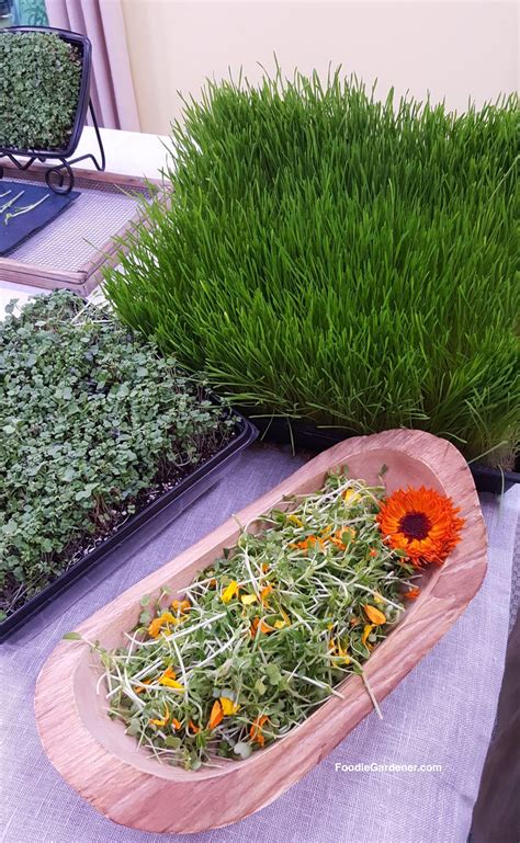 Grow Micro Greens And Wheatgrass Indoors In 10 14 Days The Foodie