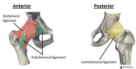 Retropubic anatomy showing points of attachments of the atla and the atfp. Hip Joint Anatomy | Bone and Spine