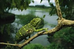 Cautious Chameleon | Nat Geo Photo of the Day