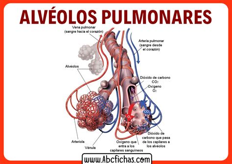 Anatomía y Función de Los Alvéolos Pulmonares