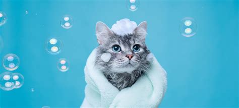 How Often Should You Bathe A Cat Vetericyn
